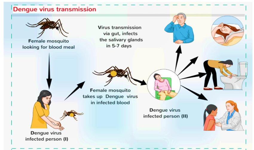Dengue Fever